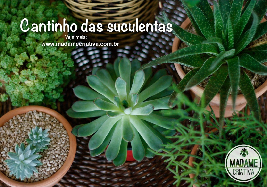 Como cultivar suculentas-  Passo a passo com fotos - How to grow juicy plants - DIY tutorial  - Madame Criativa - www.madamecriativa.com.br